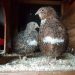 U POSJETI FARMI PREPELICA EDINA CIKOTIĆA: U POČETKU JE BILO TEŠKO, ALI SU LJUDI PREPOZNALI KVALITET JAJA OD PREPELICE