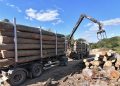 Uhapšen radnik “Srbijašuma” zbog krađe šume u Mojstiru