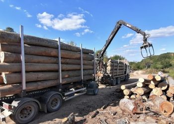 Uhapšen radnik “Srbijašuma” zbog krađe šume u Mojstiru