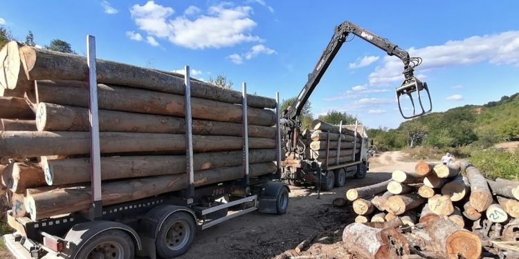 Uhapšen radnik “Srbijašuma” zbog krađe šume u Mojstiru