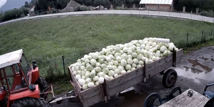 (FOTO, VIDEO) Petnjica: U posjeti kod poljoprivrednika Abdulaha Muratovića: Može se živjeti od poljoprivrede