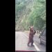 (VIDEO) Medvjed zaustavio saobraćaj u Crnoj Gori