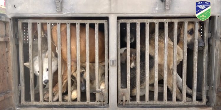 /VIDEO/ Tutin: Humano zbrinjavanje pasa lutalica 