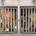 /VIDEO/ Tutin: Humano zbrinjavanje pasa lutalica