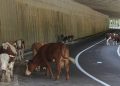 Oprez vozačima u BiH: Krave se udomaćile u tunelu misleći da je štala
