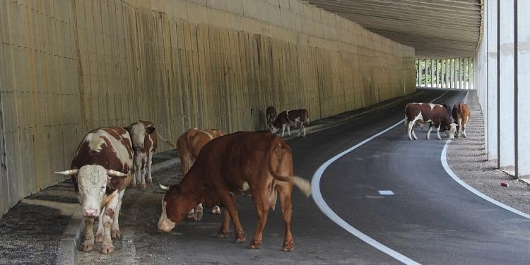 Oprez vozačima u BiH: Krave se udomaćile u tunelu misleći da je štala