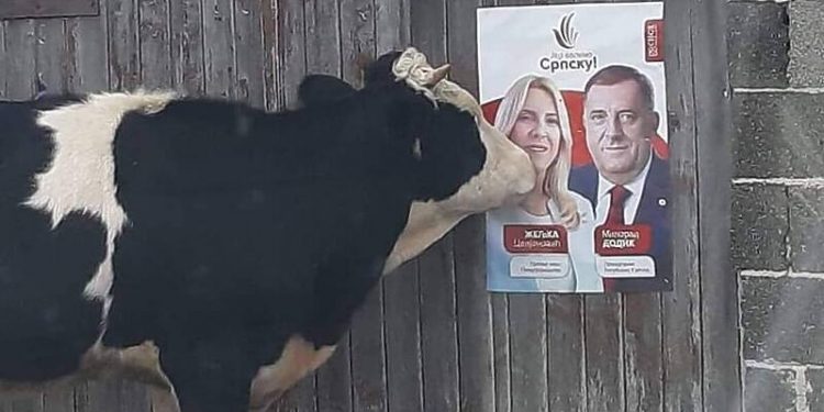 Krava prišla plakatu SNSD-a, Cvijanović dobila “poljubac”, Dodiku ništa