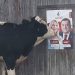 Krava prišla plakatu SNSD-a, Cvijanović dobila “poljubac”, Dodiku ništa