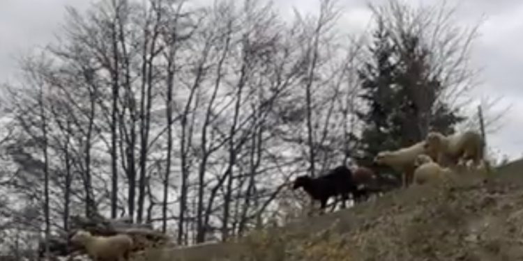 Krvavi pir vukova na Javoru (UZNEMIRUJUĆI VIDEO i FOTO)