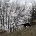 Krvavi pir vukova na Javoru  (UZNEMIRUJUĆI VIDEO i FOTO)