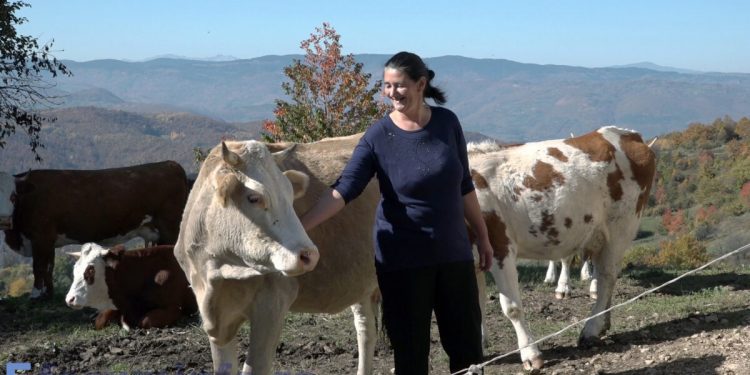 (VIDEO) Selma Hajdarević iz Kaćeva: stočarstvo je težak posao, glavni pokretač mi je ljubav prema životinjama