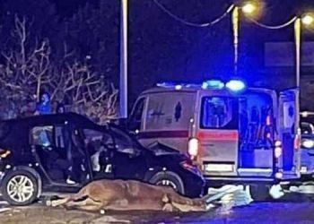 Automobil se sudario s konjem, jedna osoba je ozlijeđena a saobraćaj je obustavljen