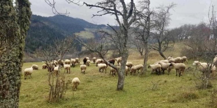 Bjelopoljskom stočaru kasnio otkup stoke: Htio sam da jagnjad dotjeram pred zgradu Opštine