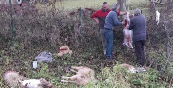Sandžak: VUKOVI NAPALI STADO OVACA MEHMEDA AJDARPAŠIĆA I ZAKLALI ŠESTORO JAGNJADI