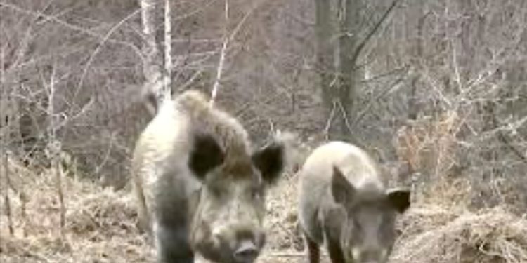 Pripitomljeni divlji vepar Gile, Avramovićima sa Sokolskih planina, doveo prasicu i mladunce