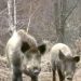Pripitomljeni divlji vepar Gile, Avramovićima sa Sokolskih planina, doveo prasicu i mladunce
