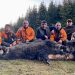 (VIDEO) TUTIN: USTRIJELJENA OGROMNA DIVLJA SVINJA!