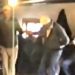 (VIDEO) KOLO ZA SVE MERAKLIJE: STARI “DŽUMBUS” U KADILUČKOM KRAJU