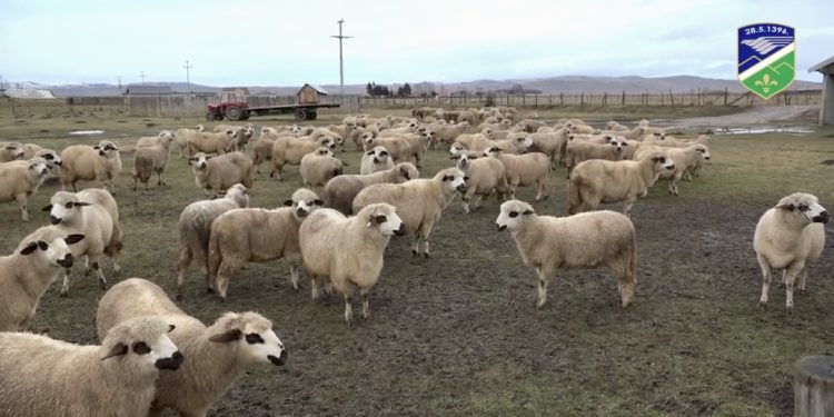 (VIDEO) Porodica Zornić na Gornjoj Pešteri uspješno se bavi  poljoprivredom i stočarstvom