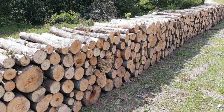 Sandžak: Opštinama od šuma mrvice, koncesionarima puni džepovi