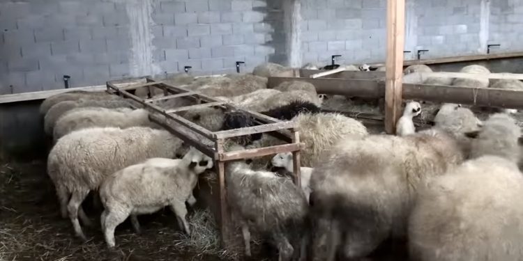 (VIDEO) Velika šteta za poljoprivrednike u Novom Pazaru