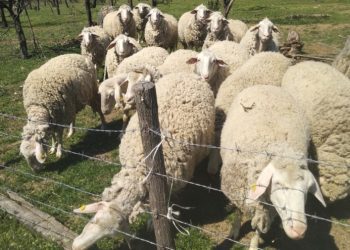 Isplati li se puštati ovce u voćnjak?