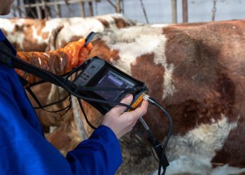 Jalova krava ne mora na klanje, isplativije je riješiti problem