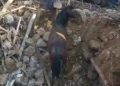 /VIDEO/ Turska: Konj proveo ispod ruševina 21 dan, izašao nepovrijeđen