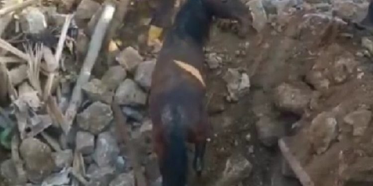 /VIDEO/ Turska: Konj proveo ispod ruševina 21 dan, izašao nepovrijeđen