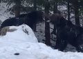 (VIDEO) Rumuni objavili nevjerovatan video: Pogledajte kako izgleda sukob dva medvjeda