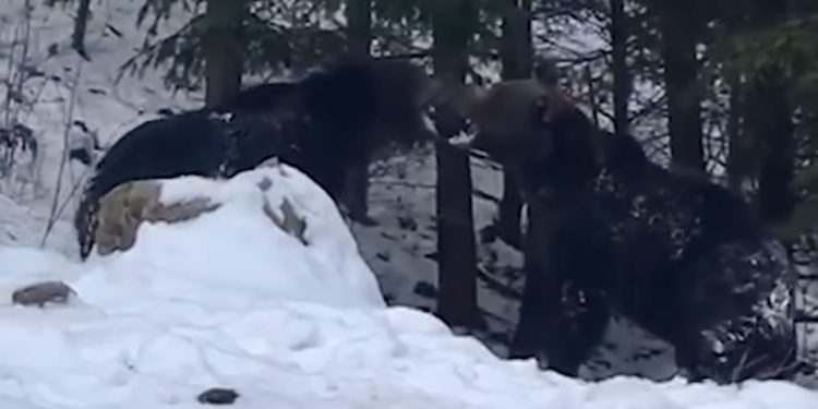 (VIDEO) Rumuni objavili nevjerovatan video: Pogledajte kako izgleda sukob dva medvjeda