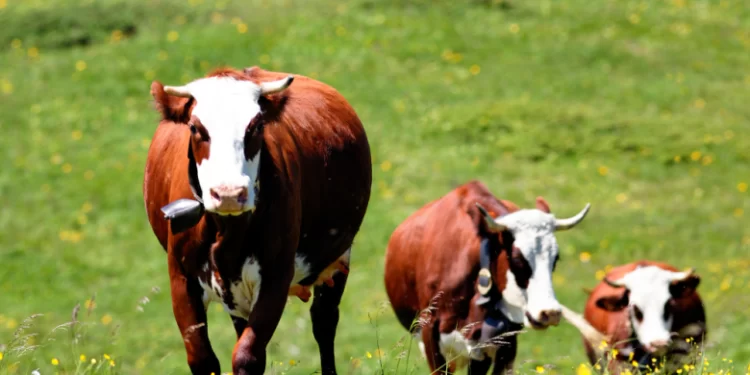 Kina klonirala tri “super krave” koje daju velike količine mlijeka