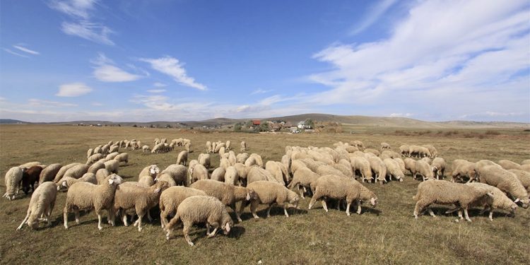 Poziv gazdinstvima da ažuriraju podatke o životinjama zbog ostvarivanja prava na subvencije