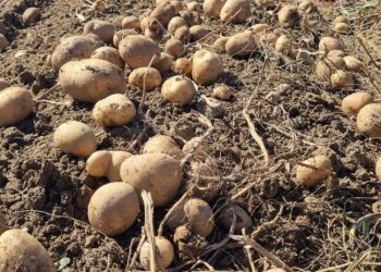 UZEO JE KROMPIR I STAVIO GA USRED SIJENA: ZBOG ONOG ŠTO SE DESILO NAKON 14 DANA SVI SU BEZ KOMENTARA