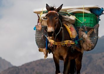 Magarac nam donio ovoliko dobro, a od sina ni glavicu luka nismo vidjeli