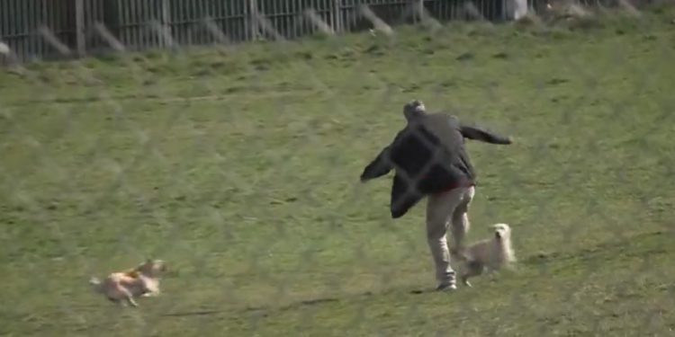 Uznemirujući VIDEO iz Novog Pazara! NAPAD PASA LUTALICA na istom mjestu gdje su izujedali trudnicu NASRNULI I NA ČOVJEKA