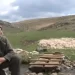 /VIDEO/ Pešterac – Koja će djevojka kao nekada doći da čuva ovce, neće nijedna