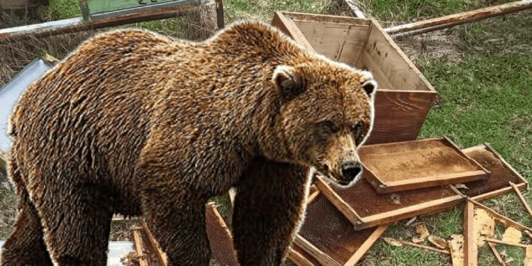 /FOTO/ Medvjed uništio pčelinjak u rožajskom selu Njeguš