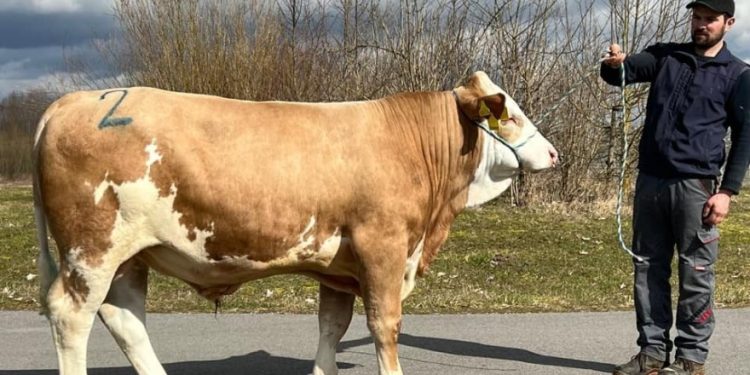 /VIDEO/ Bik prodat za 144.000 eura!