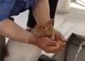 /VIDEO/ Dok je uzimao abdest, napojio je i žednu mačku