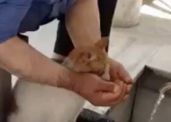 /VIDEO/ Dok je uzimao abdest, napojio je i žednu mačku