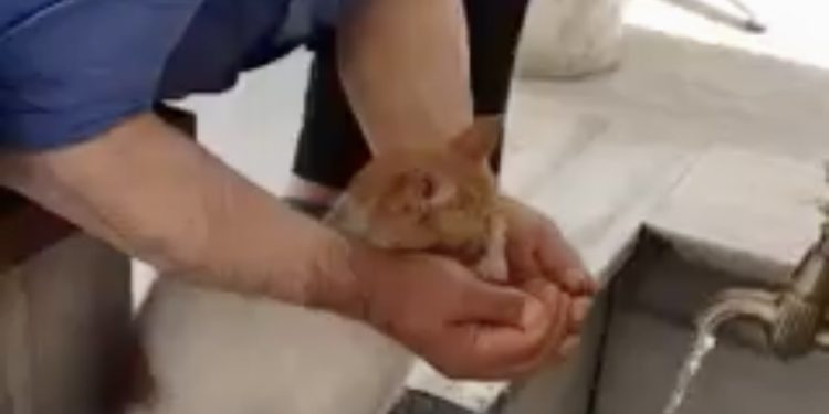 /VIDEO/ Dok je uzimao abdest, napojio je i žednu mačku