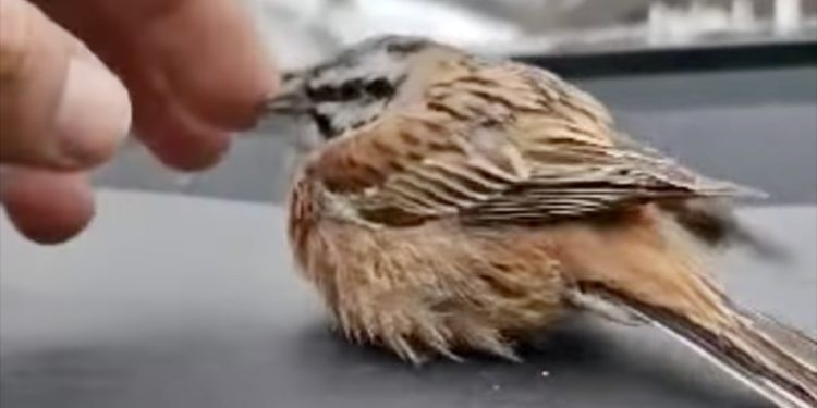 /VIDEO/ Onaj ko bude uradio koliko trun dobra, vidjet će ga: Spašen premrzli vrabac nadomak Rožaja