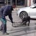 /VIDEO/ Komunalna inspekcija u Tutinu sprovela akciju humanog hvatanja pasa lutalica