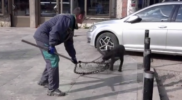 /VIDEO/ Komunalna inspekcija u Tutinu sprovela akciju humanog hvatanja pasa lutalica