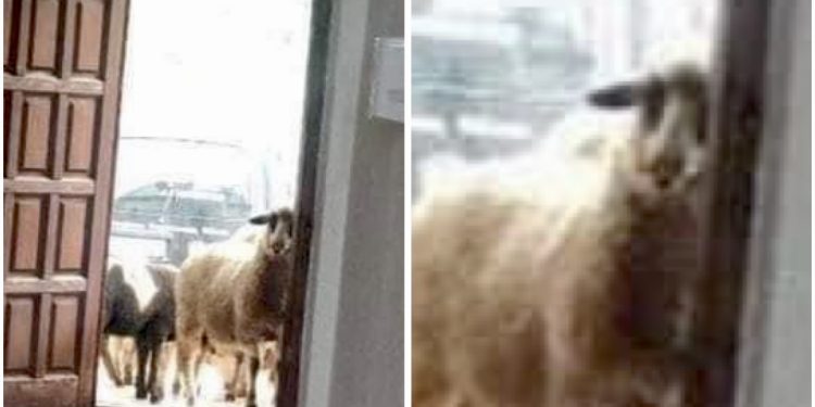 (FOTOGRAFIJA DANA) OVCE ISPRED BIRAČKOG MJESTA U CRNOJ GORI