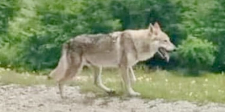 Pešterski, hrabro kako dolikuje vukovima i ljudima