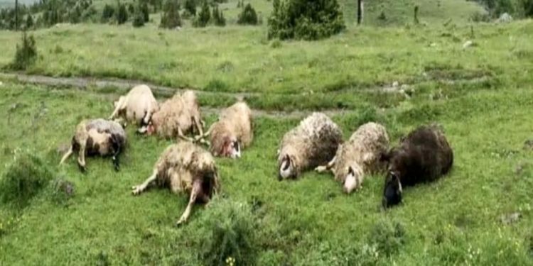 U SELU KORITA VUKOVI ZAKLALI 11 OVACA