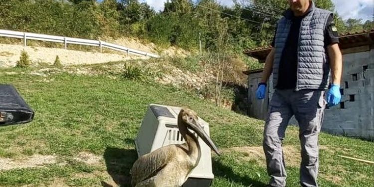 Iznemogla ptica sletjela u dvorište u Tutinu: Zaštićena je vrsta, a kad raširi krila, bolje se sklonite