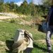 Iznemogla ptica sletjela u dvorište u Tutinu: Zaštićena je vrsta, a kad raširi krila, bolje se sklonite